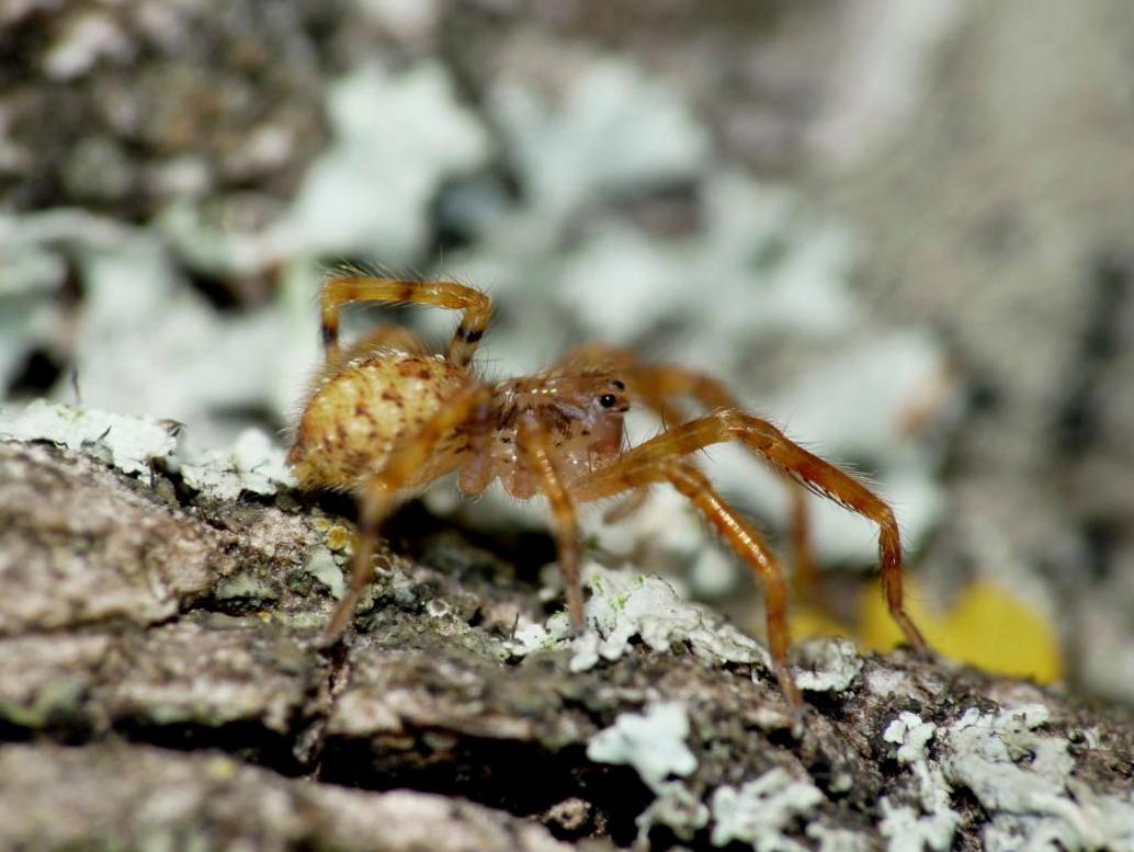 Zoropsis in atteggiamento difensivo